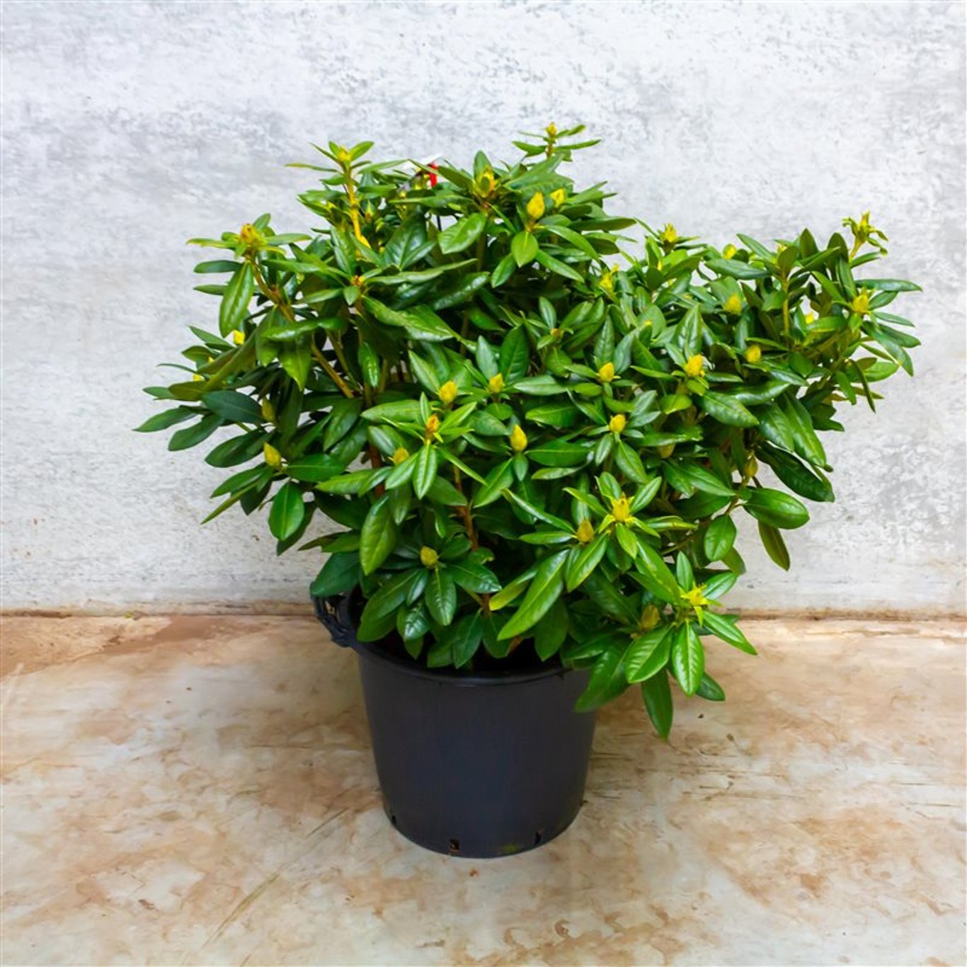 Rhododendron – Rhododendron 'Cosmopolitan' - C40 70-80 CM